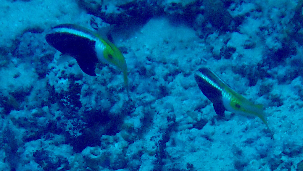 Bicolor goatfish
