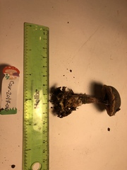 Xerocomellus zelleri