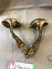 Xerocomellus zelleri