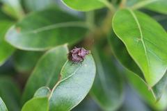 Cermatulus nasalis nasalis