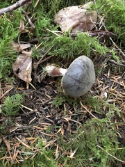 Xerocomellus zelleri