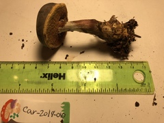 Xerocomellus zelleri