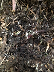 Xerocomellus zelleri