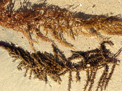 Sargassum horneri