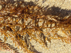 Sargassum horneri