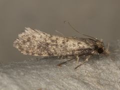 Cephitinea obscurostrigella