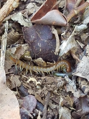 Scolopendra alternans