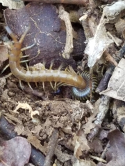 Scolopendra alternans