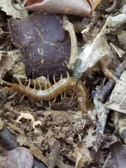 Scolopendra alternans