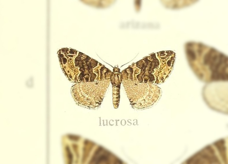Ecliptopera lucrosa