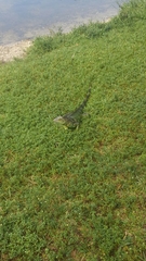 Iguana iguana