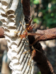 Polistes bahamensis