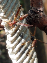 Polistes bahamensis