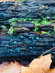 Chlorociboria aeruginascens image