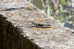 Podarcis guadarramae guadarramae