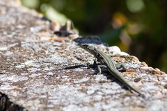 Podarcis guadarramae guadarramae