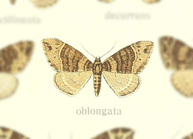 Ecliptopera oblongata