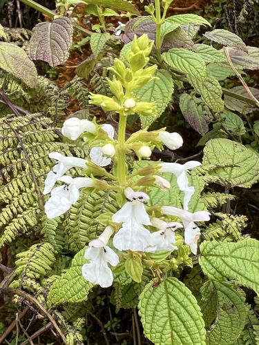 Phyllostegia electra observed 2023-01-10
