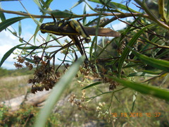 Schistocerca alutacea