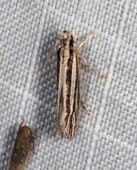 Leptosaces schistopa