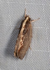 Archaereta dorsivittella