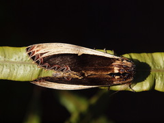 Truncaptera gigantea
