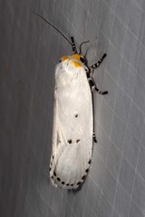 Cryptophasa delocentra