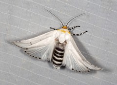 Cryptophasa delocentra
