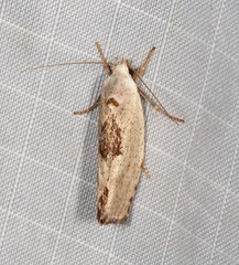 Tymbophora peltastis