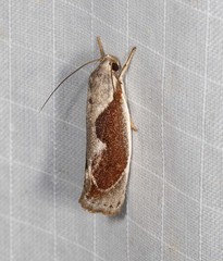 Lichenaula undulatella