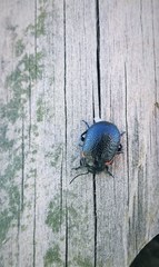 Chrysolina lucidicollis