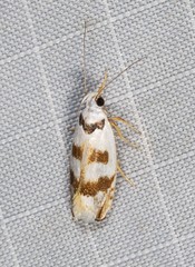 Plectophila pyrgodes