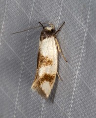 Plectophila pyrgodes