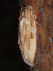 Truncaptera meridionalis