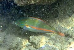 Stethojulis balteata