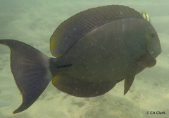 Acanthurus blochii