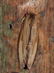 Truncaptera meridionalis
