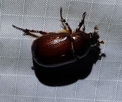 Oxygrylius peninsularis