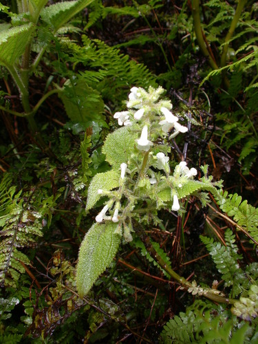 Phyllostegia helleri