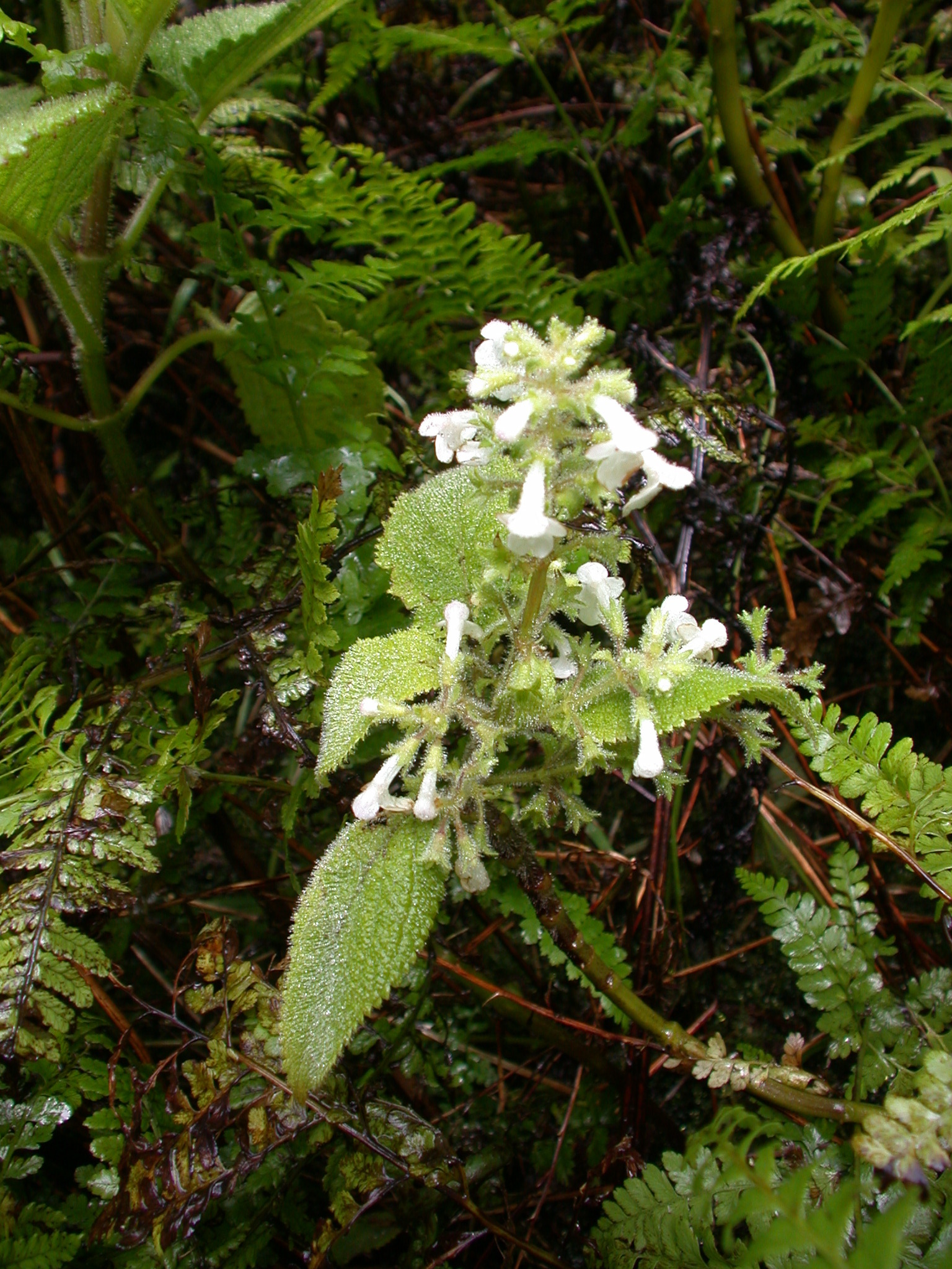 Phyllostegia helleri