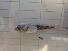 Cottus cognatus