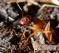 Camponotus sansabeanus