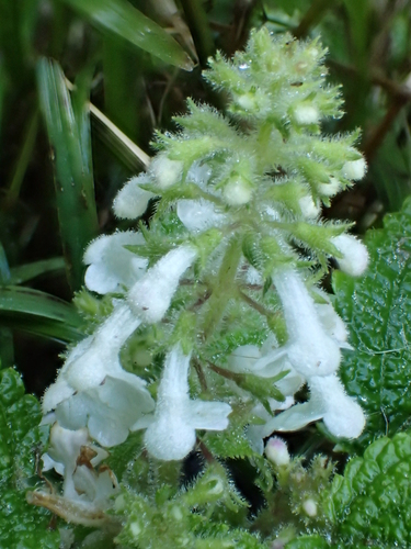 Phyllostegia helleri observed 2015-02-10