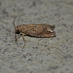 Epiblema abruptana