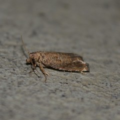 Epiblema abruptana