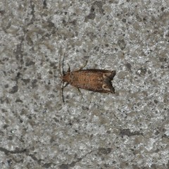Epiblema abruptana