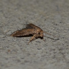 Epiblema abruptana