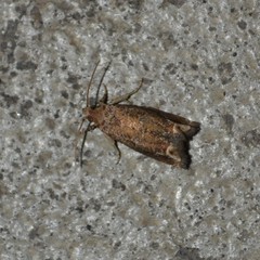 Epiblema abruptana
