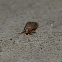 Epiblema abruptana