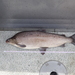 Lake Whitefish - Photo (c) Oliver Barker, some rights reserved (CC BY-NC), uploaded by Oliver Barker